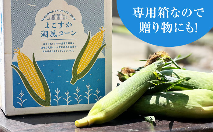 【先行予約】【数量限定100セット】よこすか潮風コーン 10本～12本 計約5kg 【井上農園】 [AKDJ002]