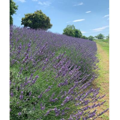 ふるさと納税 久喜市 久喜市菖蒲産ラベンダー精油(エッセンシャルオイル)3ml　2本セット |  | 01