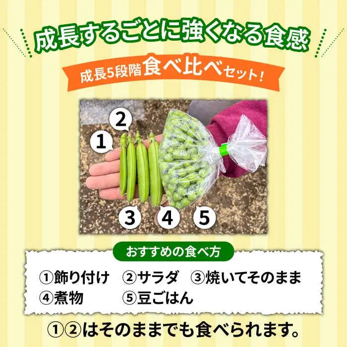 【2027年1月-発送】スナップエンドウ　サイズ違い　食べ比べセット　100g × 5袋 / 小分け / 南島原市 [SFL001]
