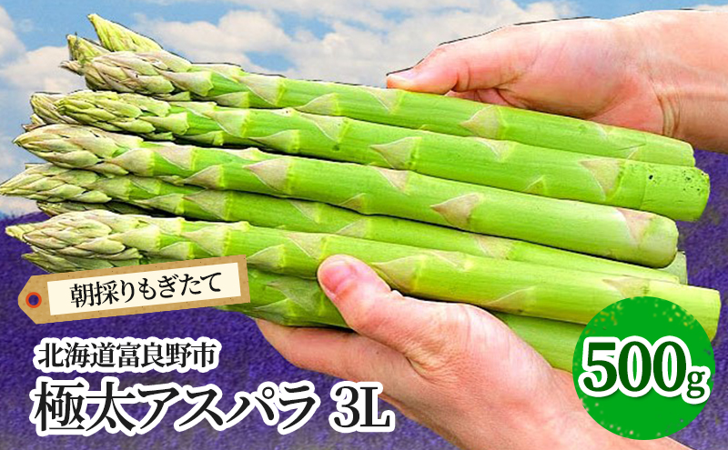 【2026年春発送】極太 グリーンアスパラ 3Lサイズ 500g 北海道 富良野市産 (スイートベジタブルファクトリー) 野菜 新鮮 直送 朝採り アスパラガス 道産 北海道 ふらの