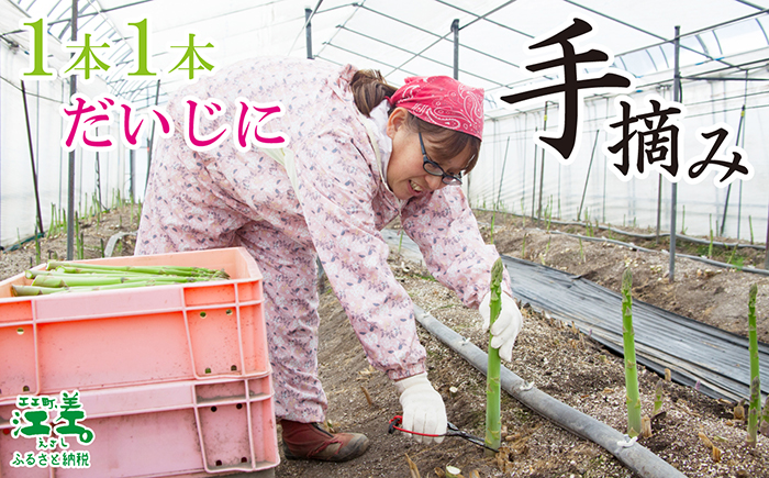 【早期予約：4月～順次発送】北海道江差町産 アスパラガス 1kg　L～2Lサイズ　朝採り　農家直送　太い！甘くて、ジューシー！　食べ応えばつぐん！　グリーンアスパラガス