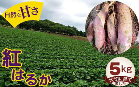 紅はるか5kg No.392