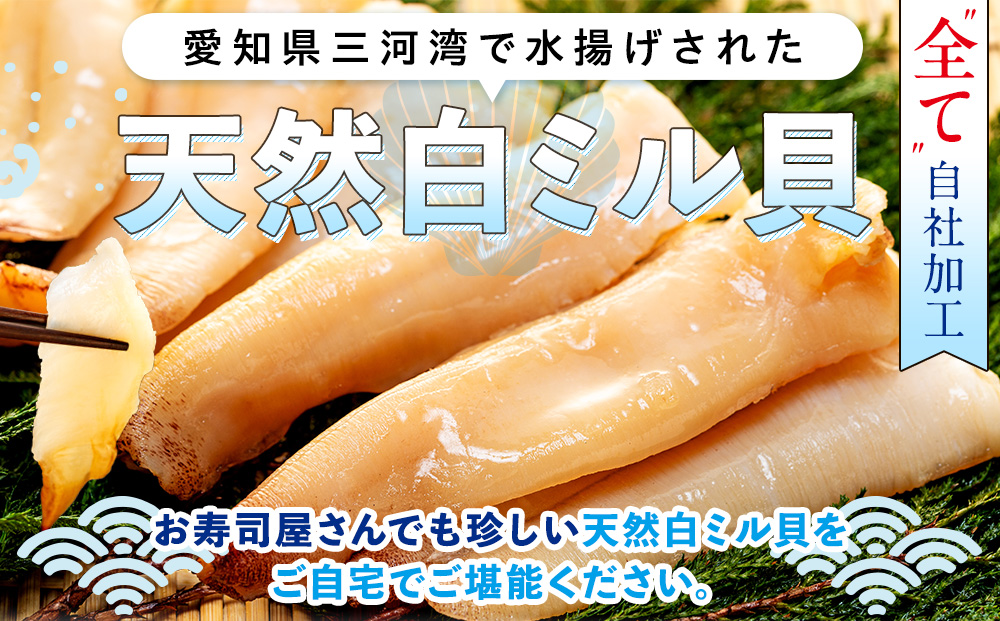 岬だより ＜貝専門店＞ 天然 白ミル貝 100g × 3袋 冷凍 新鮮 海鮮 鮮度 風味 魚介 貝 海の幸 お刺身 寿司 バター焼き ご飯 甘み おつまみ 酒 おすすめ 人気 愛知県 南知多町 三河湾