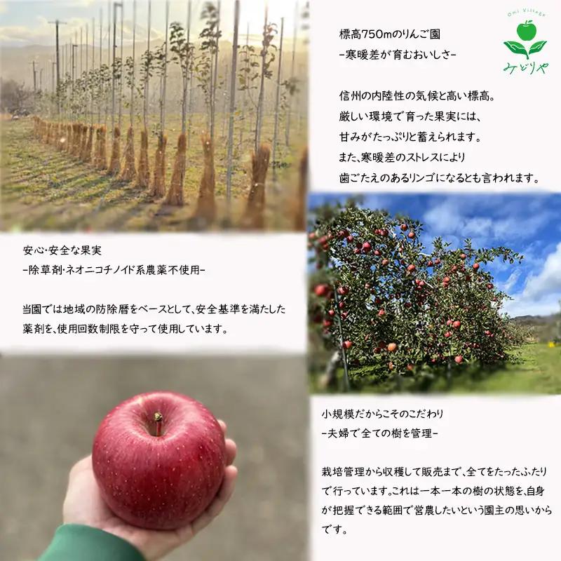 【2026年 先行予約 令和8年産】長野 麻績村 りんご 期間限定 特選品 3kg ギフト 自宅用 贈り物 自宅用にも ギフトにも 堤 みどりや シナノゴールド 産地直送 新返礼品