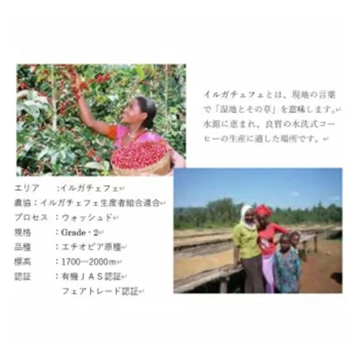 コーヒー豆＜のし付＞ 贈答用 400g（200g×2種） オリジナルブレンド コーヒー
