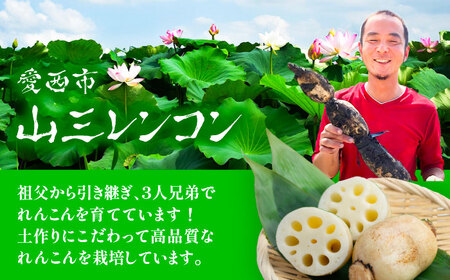 【先行予約】土付き鍬掘り レンコン　2kg れんこん 蓮根　産地直送 野菜　愛西市/株式会社山三レンコン[AEBK001]