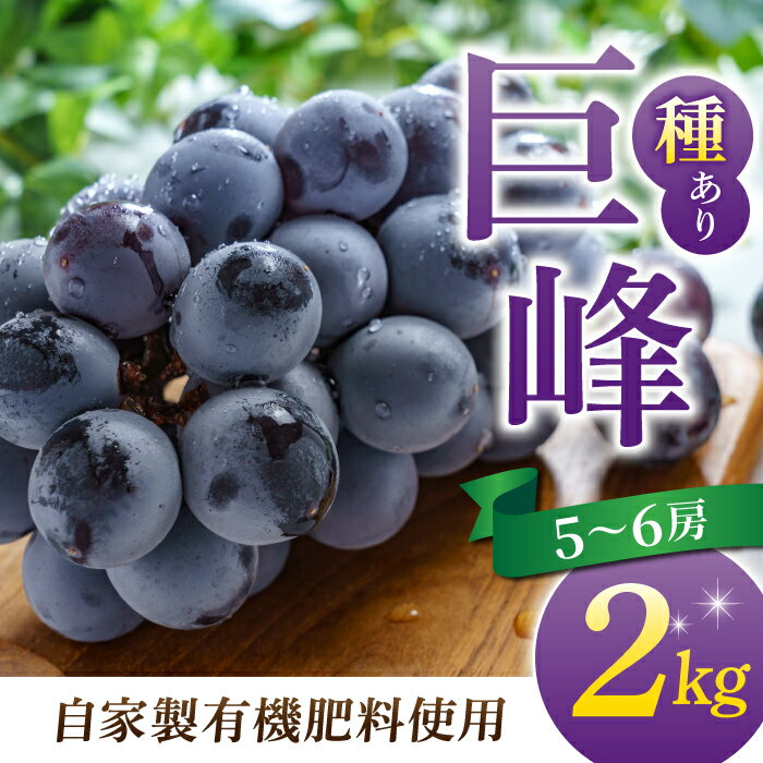 【ふるさと納税】【葡萄園グレープスグレープス】種あり巨峰 約2kg（5〜6房）