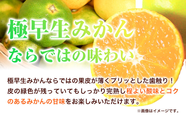 紀州和歌山有田産 ゆら早生みかん 約5kg 株式会社魚鶴商店《2025年10月上旬-11月上旬頃出荷》 和歌山県 日高町 みかん 早生 柑橘(F)