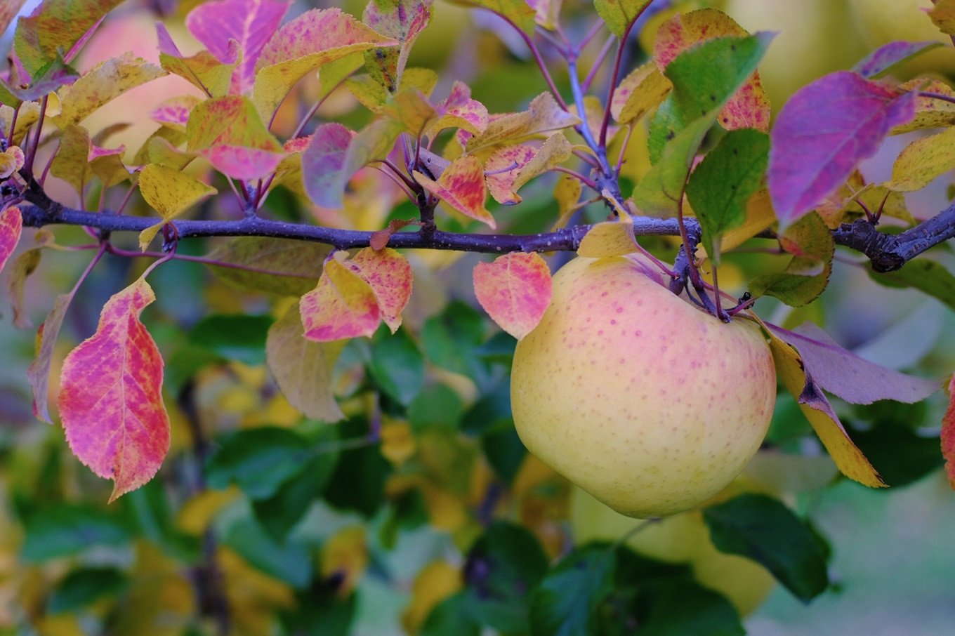
            訳あり 家庭用 ぐんま名月 5kg 【2026年先行予約】 ｜ 山とりんご リンゴ りんご 林檎 果物 フルーツ 果実 果汁 ぐんま名月 ぐんまめいげつ 家庭用 長野県 松川村 北アルプス 信州
          
