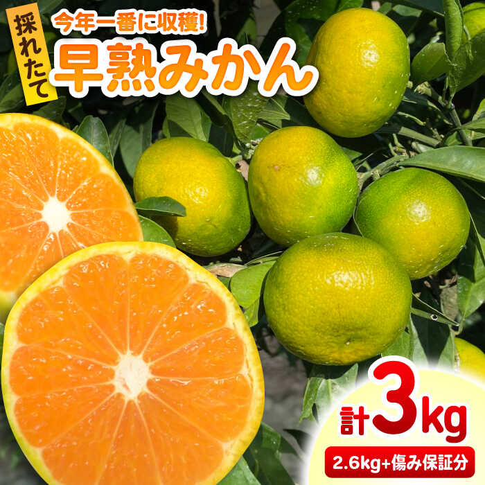 【ふるさと納税】早熟みかん 計3kg（2.6kg＋400g傷み保証分）/ フルーツ 果物 みかん 蜜柑 ミカン / 佐賀県 / 山本農園 [41ATBT001]
