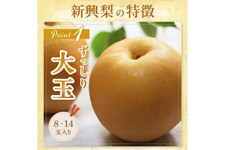 【先行予約／数量限定150】京丹後産 新興梨 5kg（8～14玉入り）（2024年10月中旬～発送）