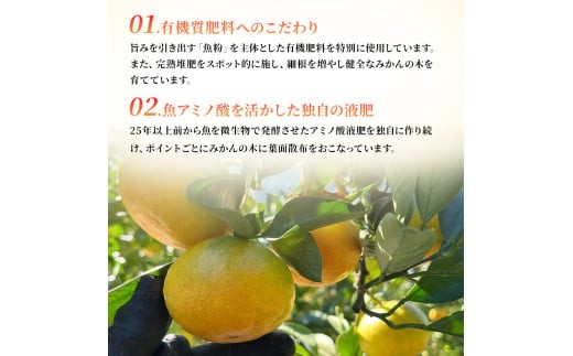 果樹園みかんの木の旬のカンキツ詰合せ 約4kg