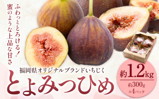 いちじく 無花果 とよみつひめ 約1.2kg 約300g × 4パック 南国フルーツ株式会社《8月上旬-10月中旬頃出荷》福岡県 鞍手町 福岡県産 いちじく フルーツ 果物