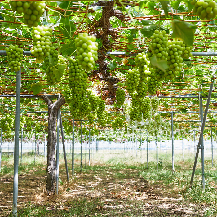 おすそ分けにおすすめ！シャインマスカット 秀品 約1.2kg(約600g以上1房×2箱) 【令和8年産先行予約】FS23-766