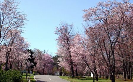北海道美深町 寄附のみの応援受付 2,000円コース（返礼品なし 寄附のみ 2000円） チケット 