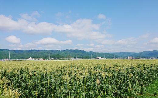 青々としたトウモロコシ畑で丁寧に育てられます。