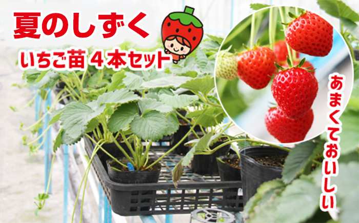 
            【2025年9月下旬より発送開始】 いちごの苗 夏のしずく 4株 【しずくいしチャレンジド】／ 家庭菜園 家庭栽培 ベランダ栽培 栽培 人気 果物 くだもの 植物 いちご 苺 イチゴ フルーツ 苗 ポット苗 苗ポット 苺苗 イチゴ苗 いちご苗
          