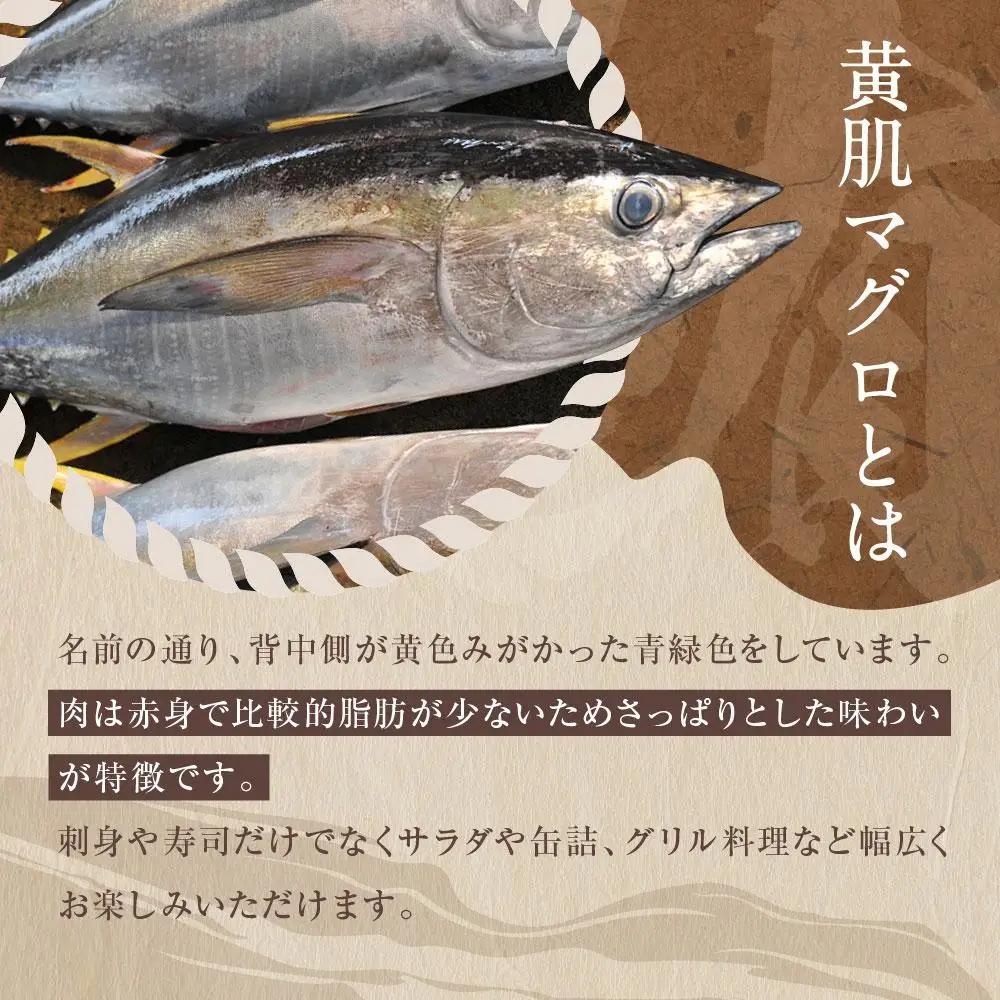 天然　黄肌まぐろ切り落し1kg (500g×2パック)　小分け パック  静岡県 御前崎    訳あり  マグロ 鮪 便利 刺身 食べやすい スライス 天然 赤身 新鮮 海鮮丼 寿司 魚 魚介類 海鮮