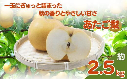 大分県産 あたご梨 5～6個 ( 約2.5kg ) | いわき農園 梨 なし 和梨 新鮮 産地直送 数量限定 果物 くだもの フルーツ ギフト 大分県産 九州産 大分県 中津市