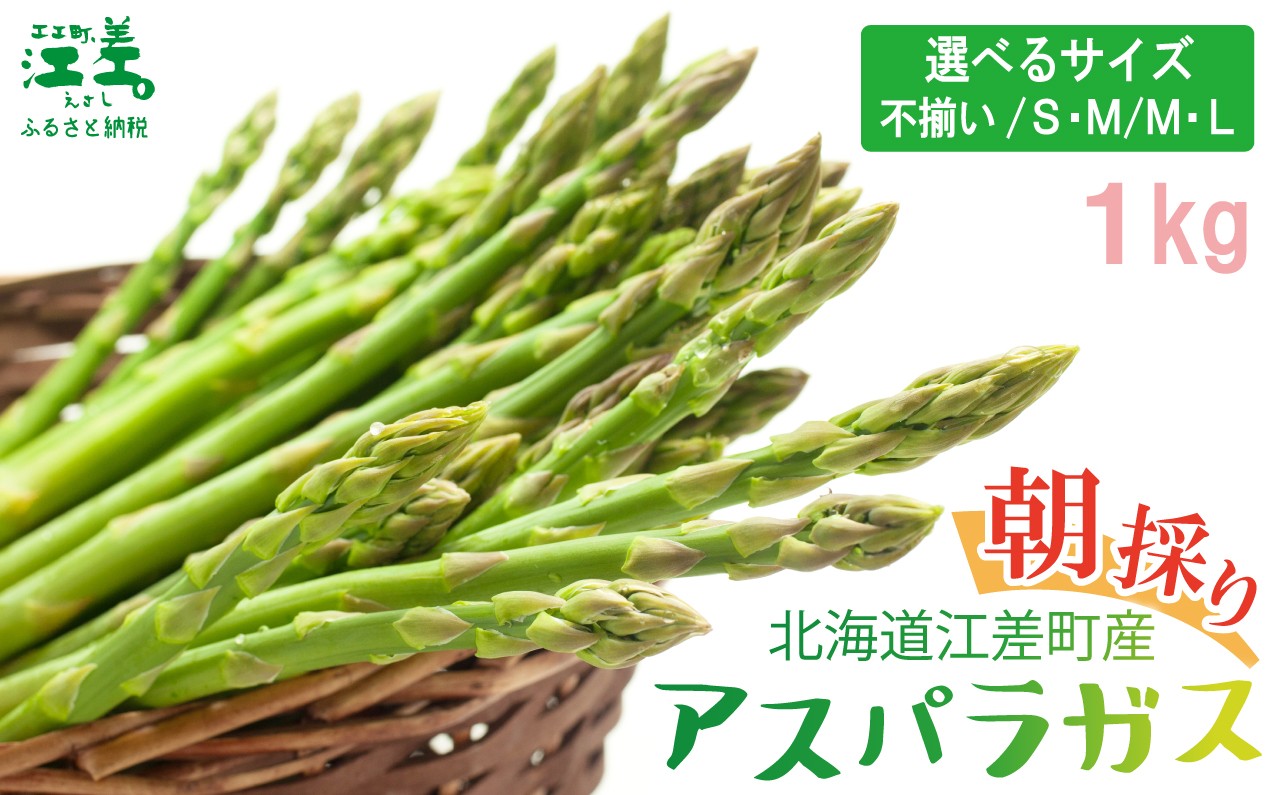 
                  ＼夏アスパラ 出荷中／北海道江差町産 アスパラガス 1kg 〈サイズが選べる・訳あり品も用意しています〉　朝採り　農家直送　新鮮　鮮度保持　北海道　旬野菜　グリーンアスパラ　アスパラ　ギフト　贈答
                