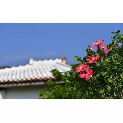 チケット 土・日・祝日 ゴルフプレー券 4名  (恩納村・1ラウンド )【美らオーチャードゴルフ倶楽部】