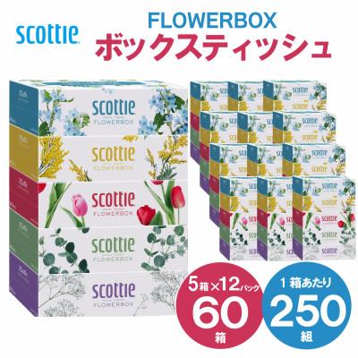 ふるさと納税 福知山市 【ボックスティッシュ】スコッティティシューフラワーボックス250組60箱(1ケース5箱×12パック)