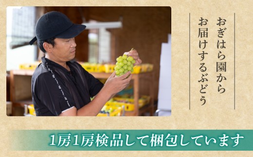【先行受付2026年発送】農家直送！朝採れシャインマスカット＆クイーンルージュ®️約1kg（各1房）｜おぎはら園　※2026年9月下旬～10月上旬順次発送