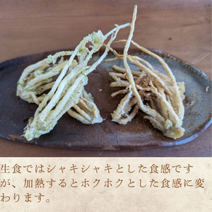 [2026年3月20日まで受付] 根ニラ[龍神様のひげ] 1,500g[100g×15袋]/ すわファーム 根ニラ 野菜 [91-02]