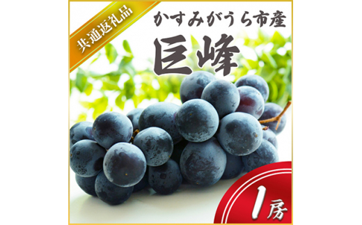 巨峰 1房 2026年7月より順次発送予定 (県内共通返礼品:かすみがうら市産) フルーツ 果物 ぶどう (BR040)
