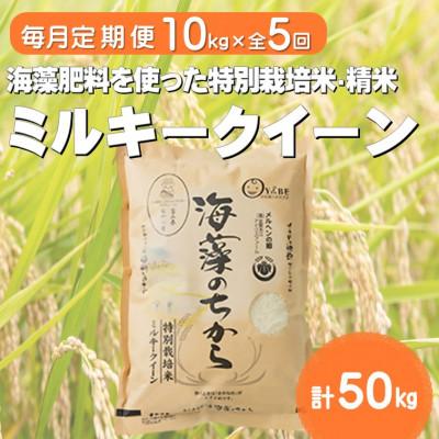 ふるさと納税 小矢部市 【毎月定期便】ミルキークイーン(海藻のちから)(精米)10kg全5回