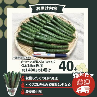 ふるさと納税 大館市 ステックキュウリ ポクポク柔らか!めんこい!約40本 |  | 03