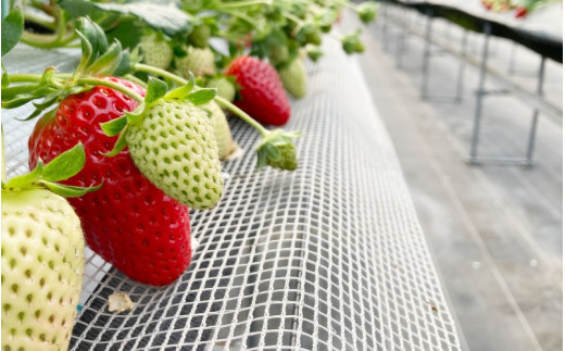 【先行予約】特大まりひめ いちご 朝摘 6個～11個入り×2パック  2026年1月中旬～2026年3月末頃に順次発送予定（お届け日指定不可）/ いちご 苺 まりひめ 和歌山 フルーツ  果物 くだも