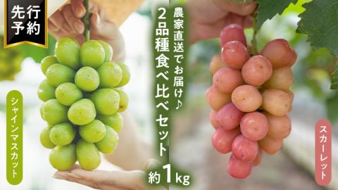八千代町産 シャインマスカット スカーレット 2品種 食べ比べ セット 約 1kg 【 2026年9月上旬以降発送 】 ぶどう ブドウ 葡萄 マスカット 農家直送 ふるさと納税 15000円 茨城県 八千代町 先行予約 数量限定 [CU002ya]
