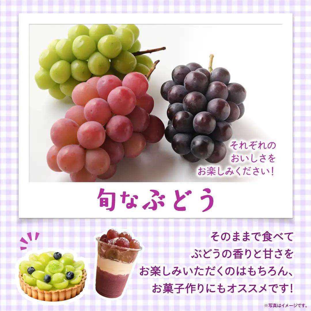 旬なぶどう 品種おまかせ 約2kg(約4房)【2026年8月より発送開始】（茨城県共通返礼品 [ぶどう]：結城市産） │ ぶどう 旬 おまかせ 詰め合わせ フルーツ 果物 巨峰 ピオーネ シャインマス
