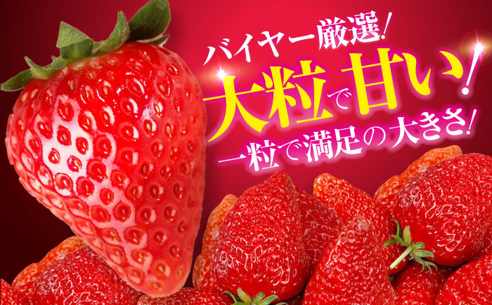 【先行予約】【2026年1月上旬〜から順次発送】自分へのご褒美に！大洲の厳選高級いちご「食べる宝石 紅ほっぺ　24粒×2箱」愛媛県大洲市/有限会社西山青果　フルーツ 果物 苺 いちご イチゴ　大容量 