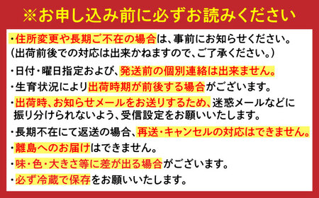 【2027年1月下旬以降発送】佐賀県産いちごさん 約960g（約240g×4パック） / 佐賀県 / ふるさとの恵み [41AQAA042]