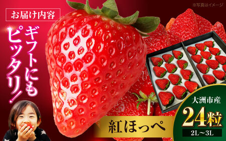 いちご 紅ほっぺ×24粒 いちご 人気[AGAR001]