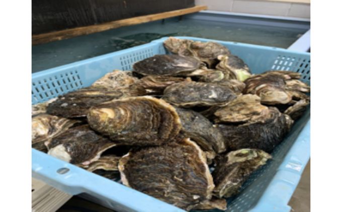 職人漁師が採る天然"茂牡蠣”冷凍200g×2パック 貝類 冷凍牡蠣 国産 千葉県産 3Dフリーザー 急速冷凍 コク うま味 まろやか 鉄 亜鉛 牡蠣フライ 