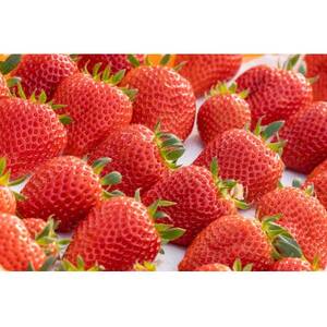 【産直】完熟よつぼし『四重奏』 愛知県みよし市 4パック(約1kg)【配送不可地域:離島・北海道・沖縄県】【1369815】