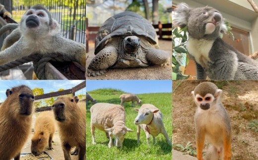動物イメージ