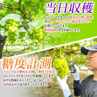 農園直送!シャインマスカット1.2kg(2～3房)朝採れ 糖度18度以上 【2025年8～9月発送】【配送不可地域：離島】