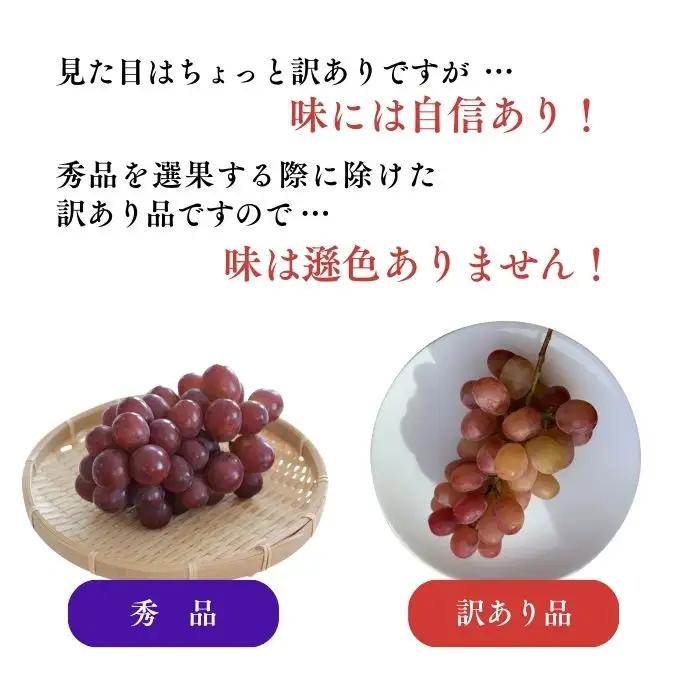 訳あり クイーンルージュ®  約2kg（4~6房）※最低1.8kg以上｜ ぶどう