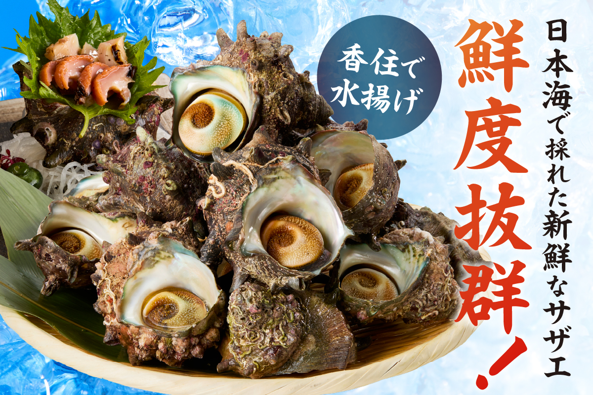 【兵庫県香住産 天然 活 サザエ 2kg（14～20個）冷蔵】香住で水揚げされた新鮮なサザエをお届け つぼ焼き 炊き込みご飯 サザエ飯 酒の肴 磯の香り 風味豊か さざえ 新鮮 天然 海鮮 大人気 夏