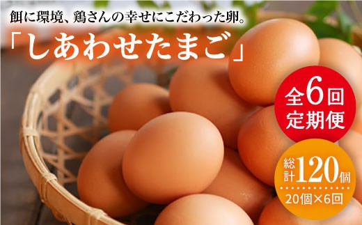 
                  【月1回20個×6回 定期便 】 平飼い 「 しあわせ たまご 」計120個＜松本養鶏場＞ [CCD028]
                