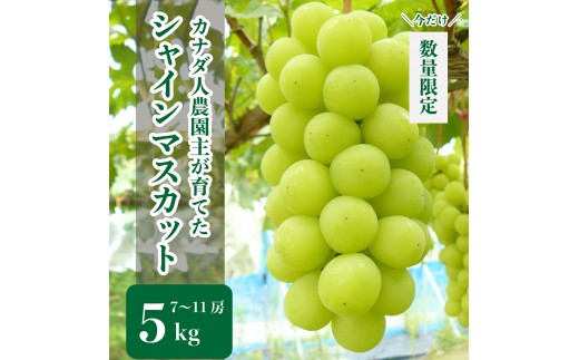 シャインマスカット 約5kg(7～11房)【先行予約・数量限定】カナダ人農園主 ぶどう ブドウ マスカット フルーツ 果物 くだもの 産地直送 世羅 ラピアビンヤード【2026年9月下旬以降順次発送】 A021-20
