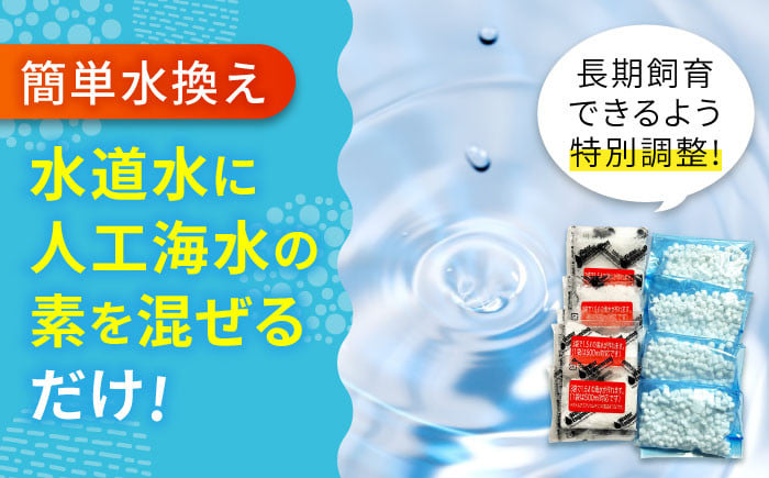 すぐに始められれる安心アクアリウム 海水魚 観賞魚 カクレクマノミ 熱帯魚