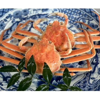 ふるさと納税 加賀市 【冷蔵発送】朝茹で香箱ガニ(ズワイガニのメス)姿2杯セット 2025年11月上旬以降発送