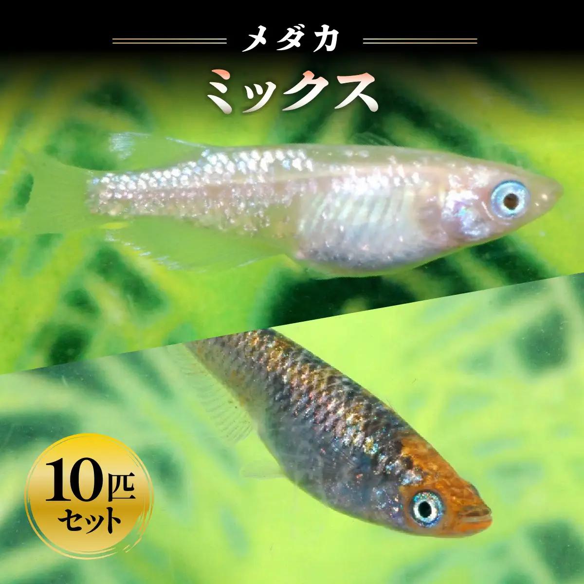 メダカ ミックス10匹セット 生き物生き物 HNNAD004