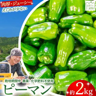 ふるさと納税 四万十町 肉厚ジューシー!エコ栽培でえぐみ少ないピーマン2kg