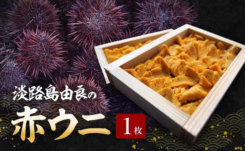 
            淡路島由良の赤ウニ【1枚】8月～9月配送 生食用・無添加木箱入り うに 雲丹 兵庫県 洲本市 淡路島 [№5395-0015]
          